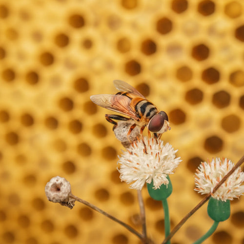 Heavenly Hive